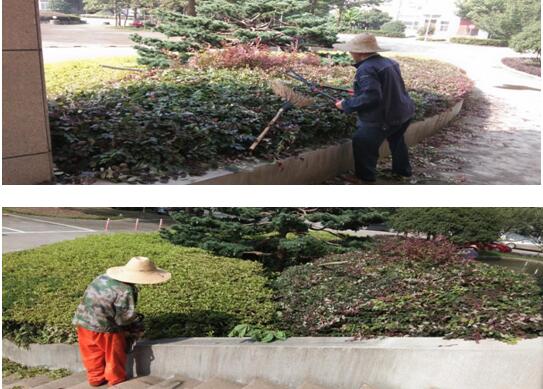綠植修剪，美化環(huán)境